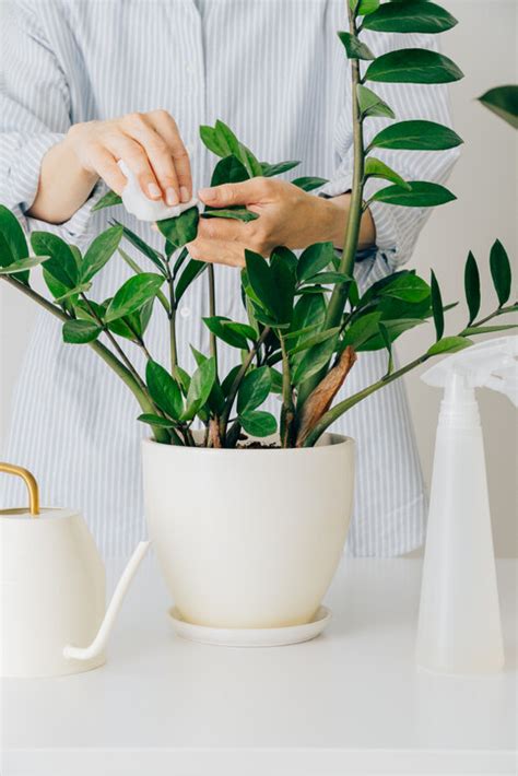 水 種 植物 風水|風水植物｜不只富貴竹！7款招財/招桃花植物推介+不可不知風水 